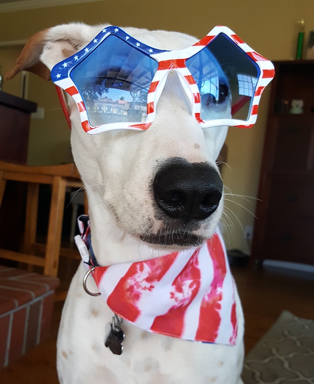 all-american-dog-cropped
